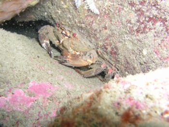 Big Southeuropean crab known as "nécora". O Grelle, A Cor... by Ramón Núñez Orjales 